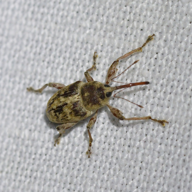 Curculio elephas - gesztenyezsuzsóka