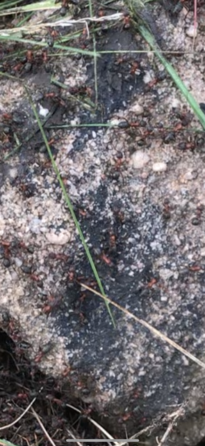 Formica sanguinea - vérvörös rablóhangya