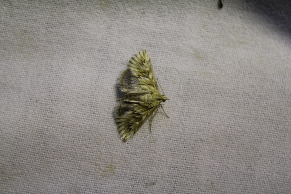 Cynaeda dentalis - gyakori ciframoly