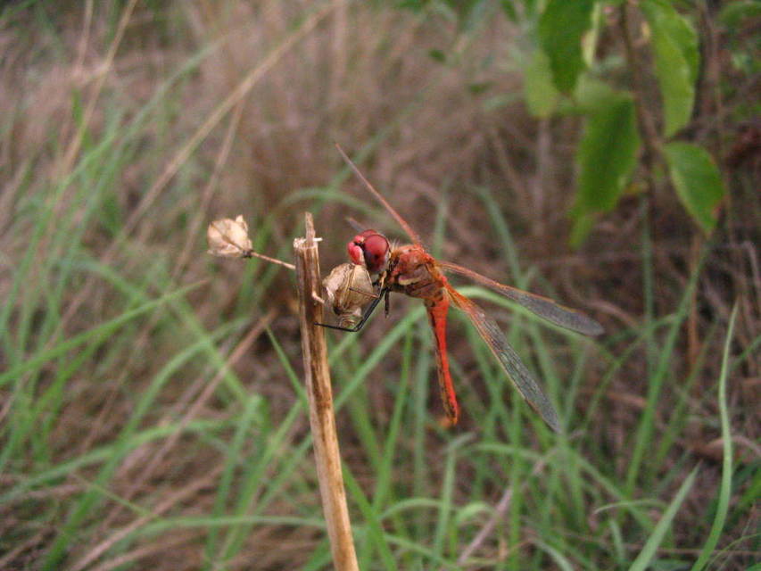 Sympetrum fonscolombii - vándor katona-szitakötő