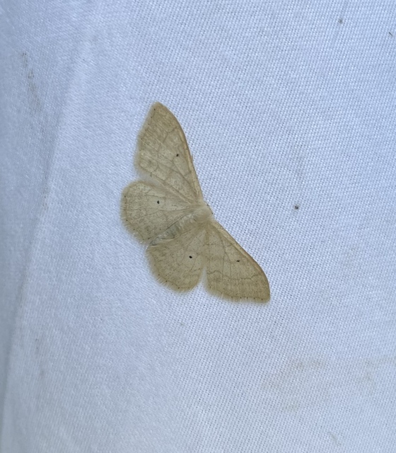 Idaea straminata - szalmasárga sávosaraszoló
