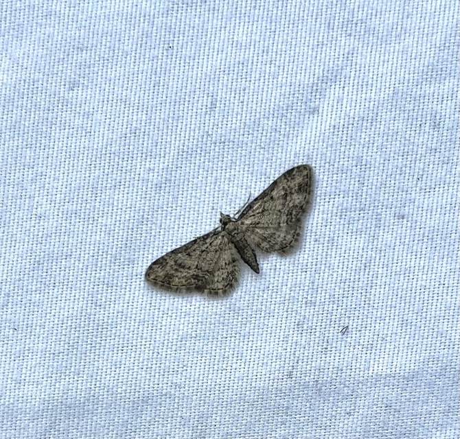 Eupithecia inturbata - juhar-törpearaszoló