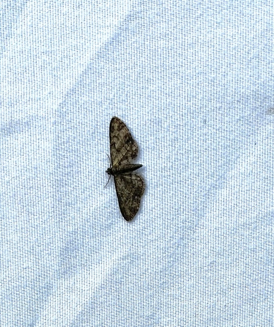 Eupithecia inturbata - juhar-törpearaszoló