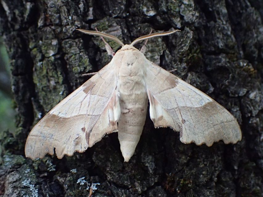 Marumba quercus - tölgyfaszender