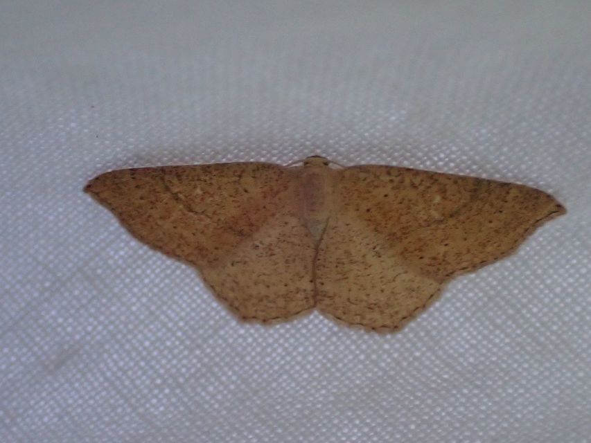 Cyclophora ruficiliaria - vörösrojtú pettyesaraszoló