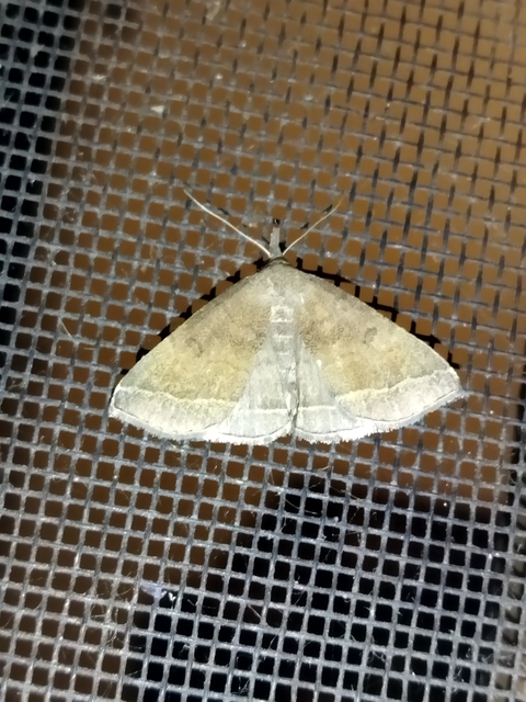 Pechipogo plumigeralis - tollascsápú karcsúbagoly