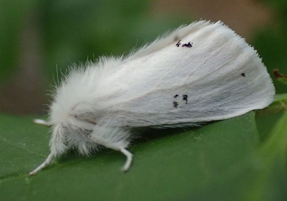 Euproctis chrysorrhoea - aranyfarú szövő