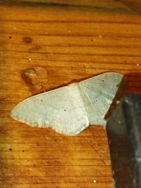 Idaea straminata - szalmasárga sávosaraszoló