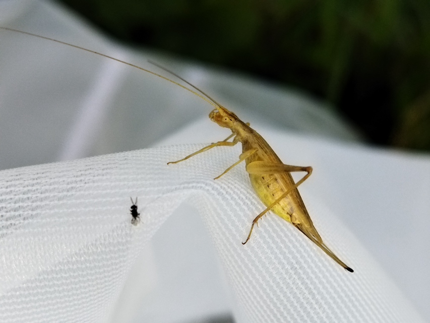 Oecanthus pellucens - pirregőtücsök