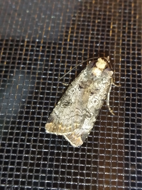 Epilecta linogrisea - karcsú sárgafűbagoly