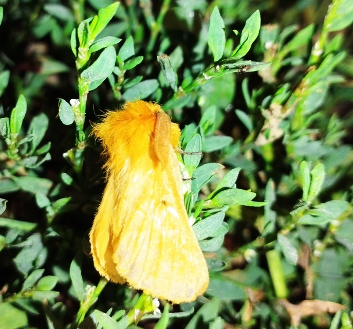 Lemonia taraxaci - pitypangszövő