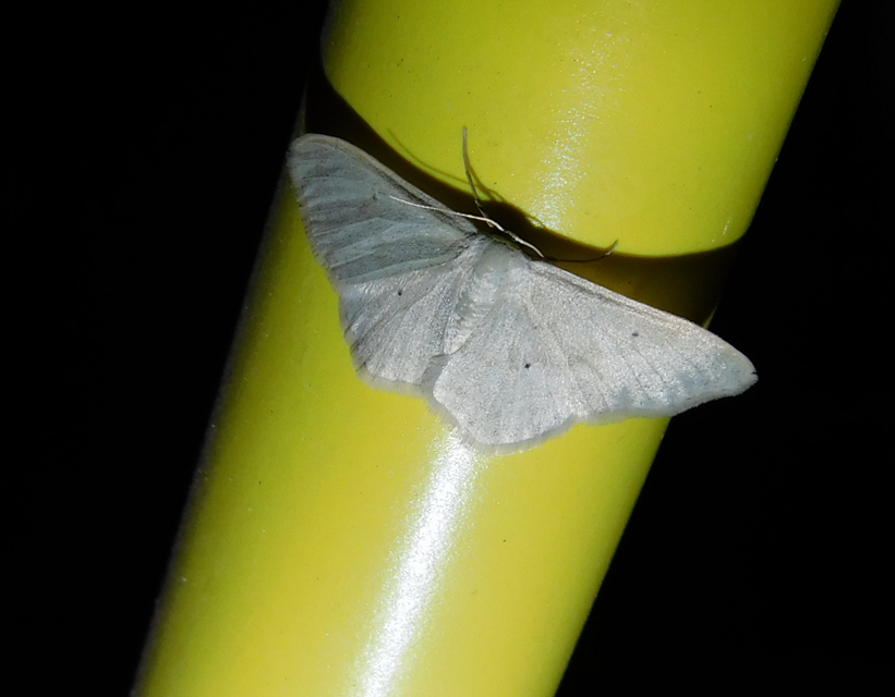 Idaea straminata - szalmasárga sávosaraszoló
