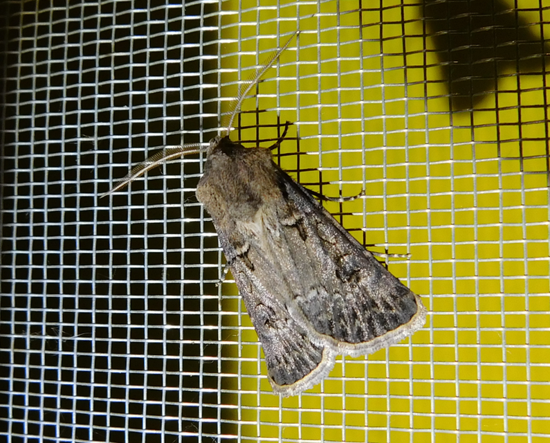 Agrotis bigramma - kétjegyű földibagoly