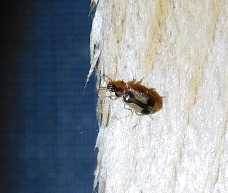 Notoxus monoceros - sárgahasú nyakszarvúbogár