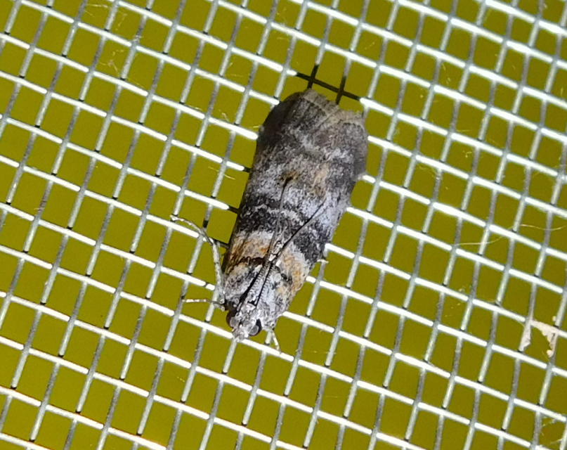 Sciota