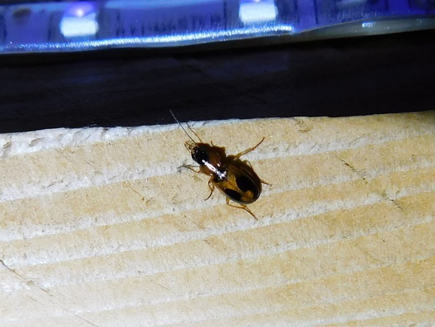 Badister meridionalis - közönséges posványfutonc