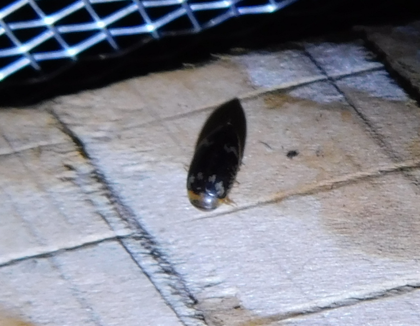 Laccophilus poecilus - tarka bukóbogár