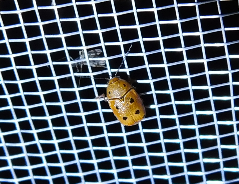 Cryptocephalus octomaculatus - nyolcfoltos zömökbogár