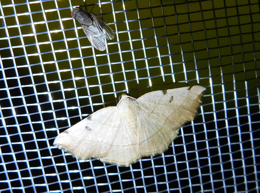 Eilicrinia trinotata - háromjegyű araszoló