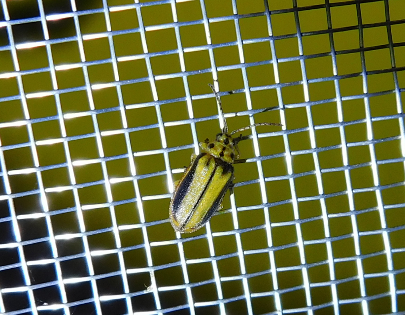 Xanthogalerucella luteola - szilfa-olajosbogár