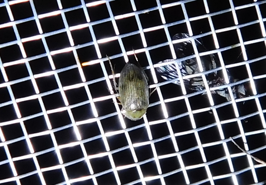 Berosus spinosus - széki szemescsibor Berosus spinosus - széki szemescsibor