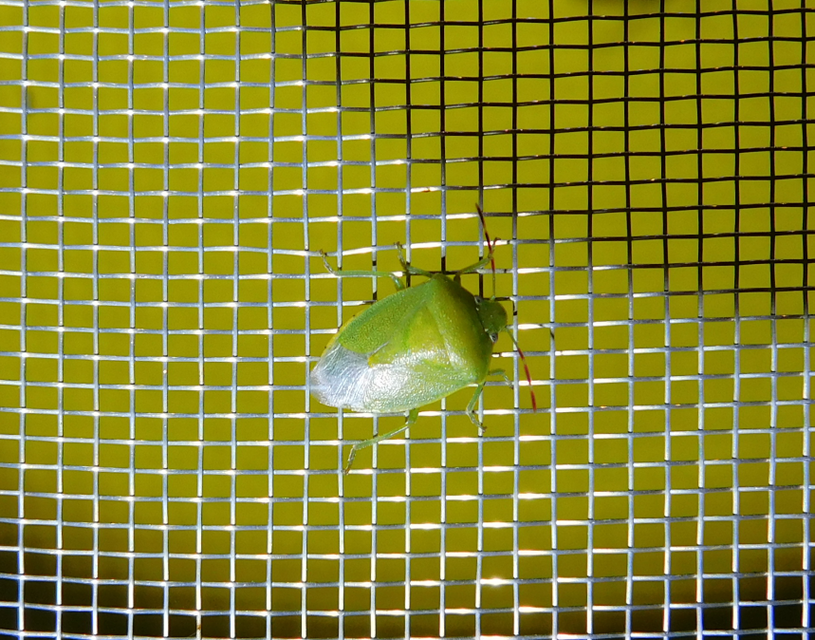 Piezodorus lituratus - bíboros címerespoloska Piezodorus lituratus - bíboros címerespoloska