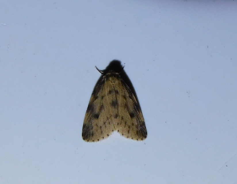 Thumata senex - mocsári medvelepke