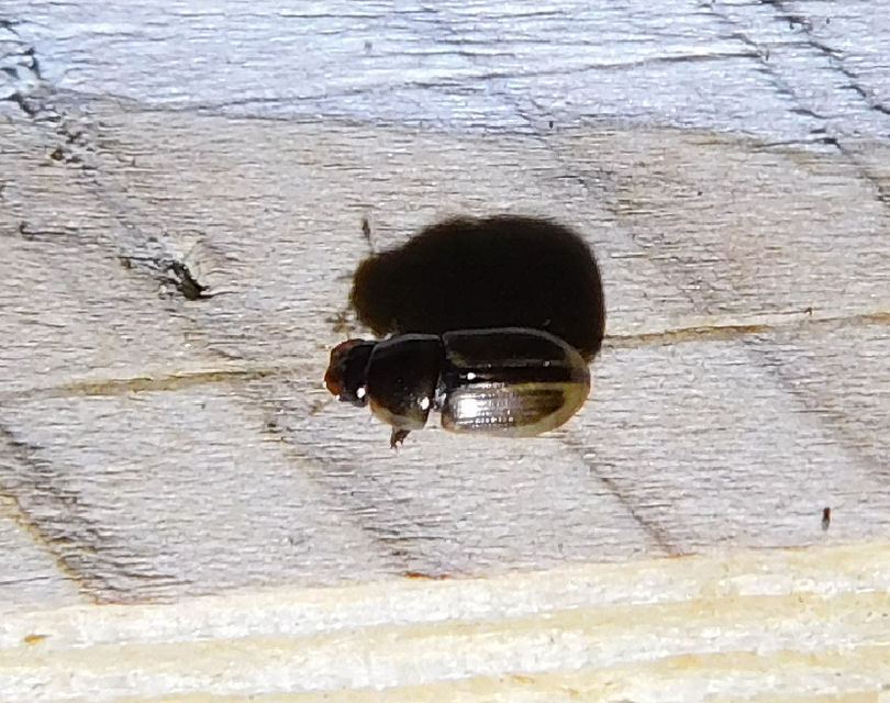 Aphodius lividus - turjáni trágyabogár