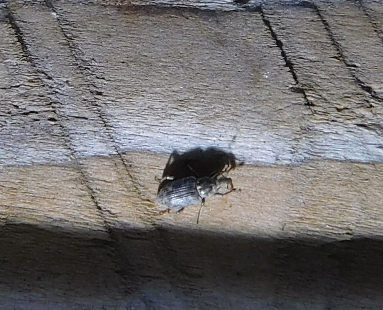 Bagous argillaceus - lakkfényű víziormányos Bagous argillaceus - lakkfényű víziormányos