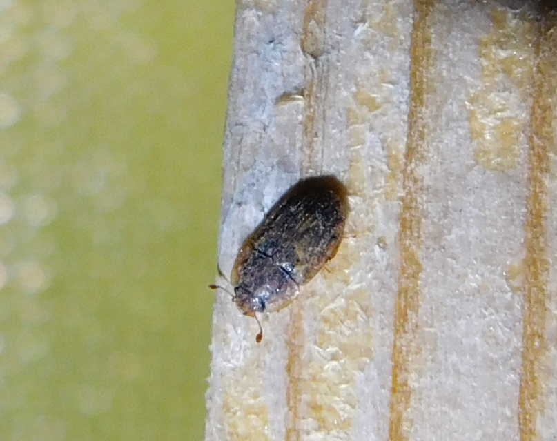 Soronia grisea - pettyegetett fénybogár