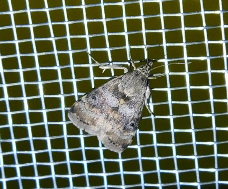 Aporodes floralis - articsókaevő tűzmoly