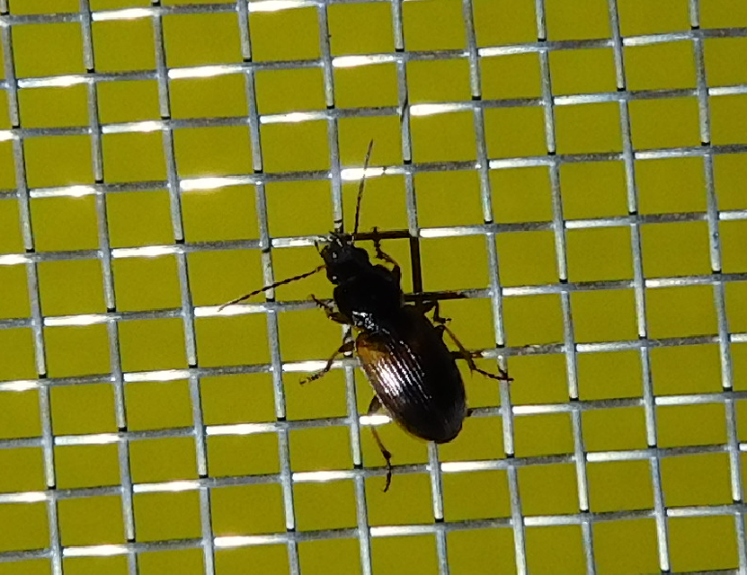 Stenolophus mixtus - közönséges turzásfutó