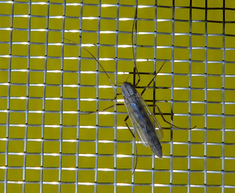Chironomini