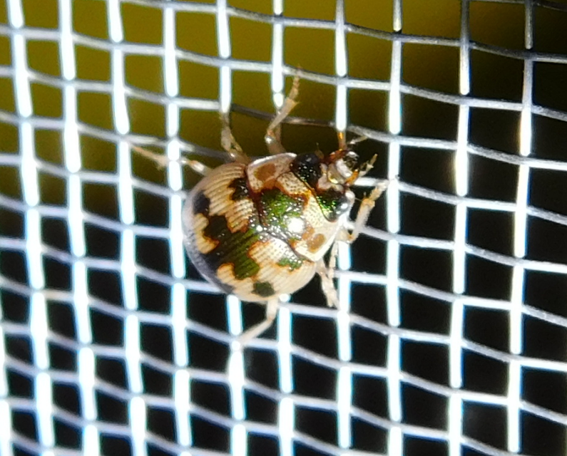 Omophron limbatum - gömböcfutó