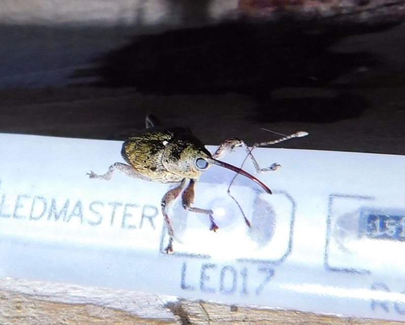 Curculio glandium - tölgymakkzsuzsóka