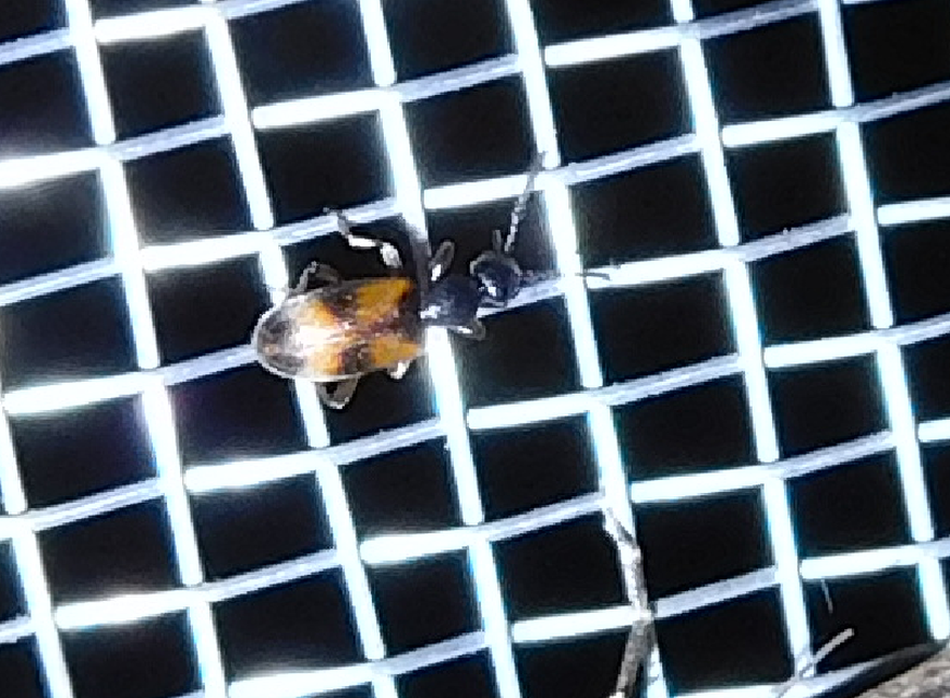Anthicus antherinus - közönséges fürgebogár