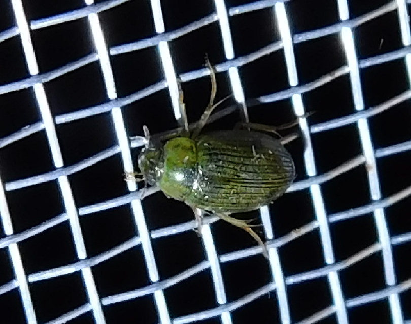 Berosus spinosus - széki szemescsibor Berosus spinosus - széki szemescsibor