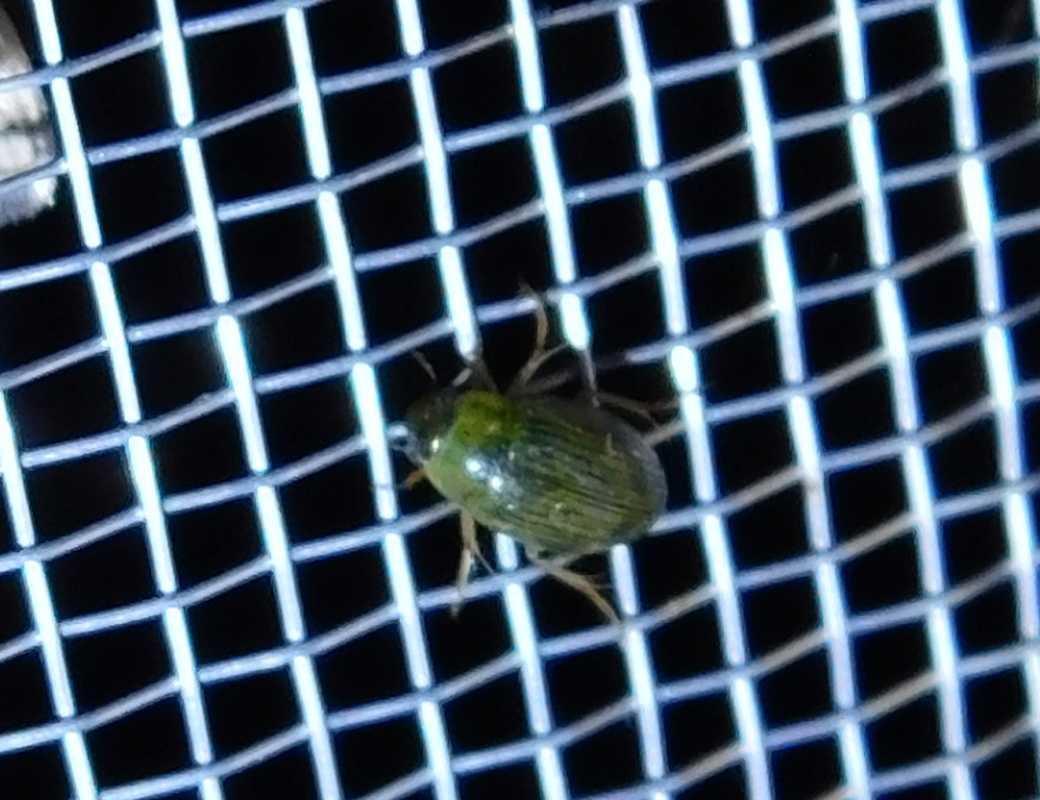 Berosus spinosus - széki szemescsibor
