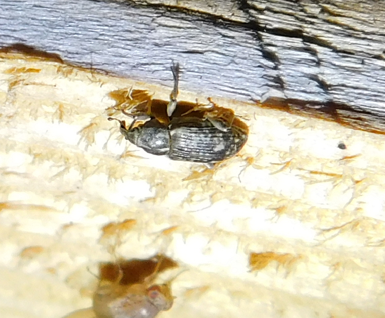 Bagous argillaceus - lakkfényű víziormányos Bagous argillaceus - lakkfényű víziormányos