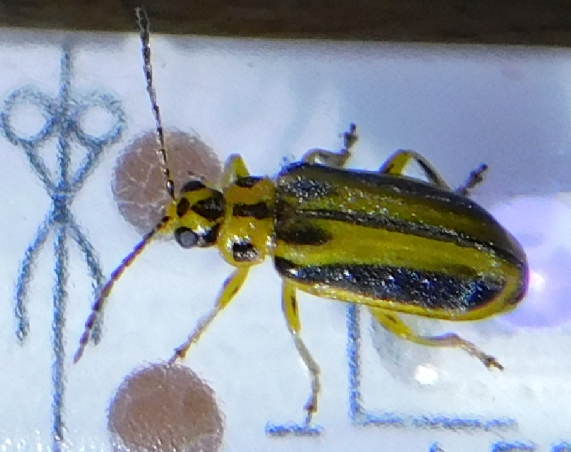Xanthogalerucella luteola - szilfa-olajosbogár