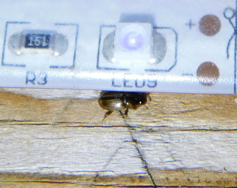 Aphodius lividus - turjáni trágyabogár