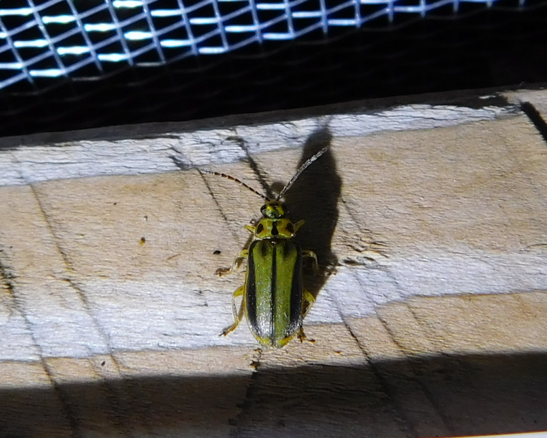 Xanthogalerucella luteola - szilfa-olajosbogár