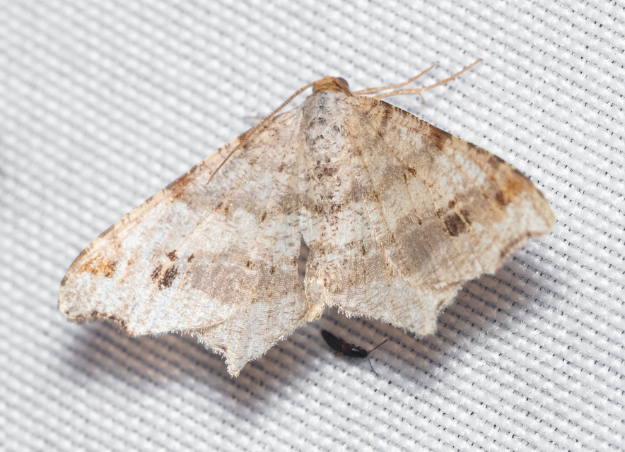Macaria alternata - közönséges szürkearaszoló