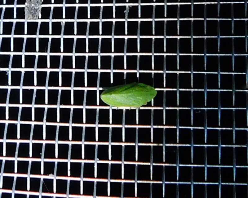 Tettigometra virescens