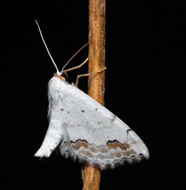 Scopula ornata - díszes fehéraraszoló