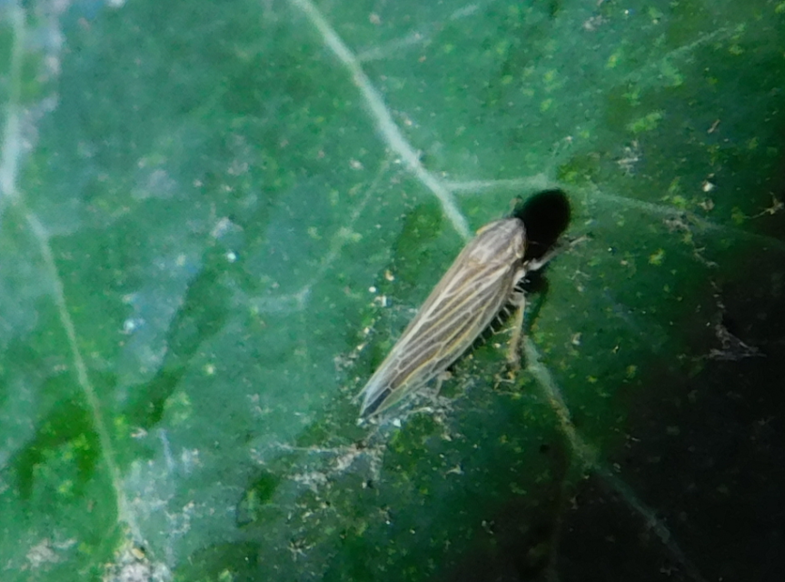 Mocydia crocea
