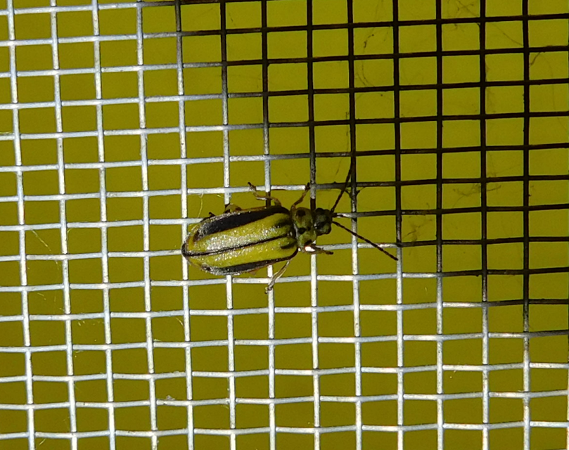 Xanthogalerucella luteola - szilfa-olajosbogár