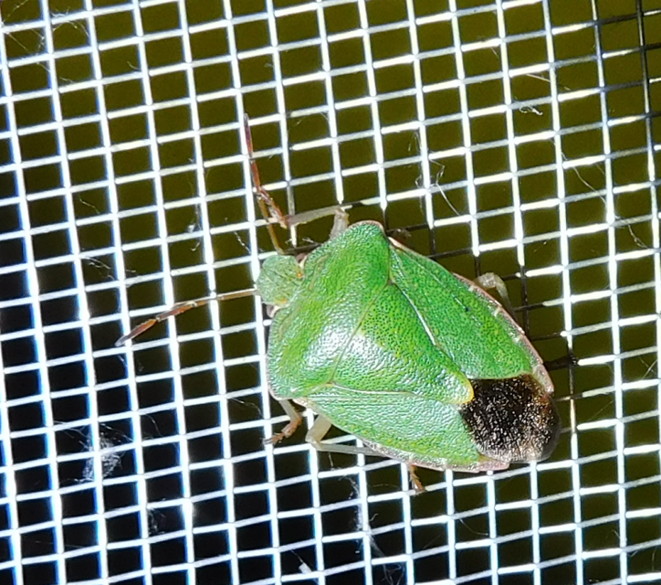 Palomena prasina - zöld bogyómászó-poloska Palomena prasina - zöld bogyómászó-poloska