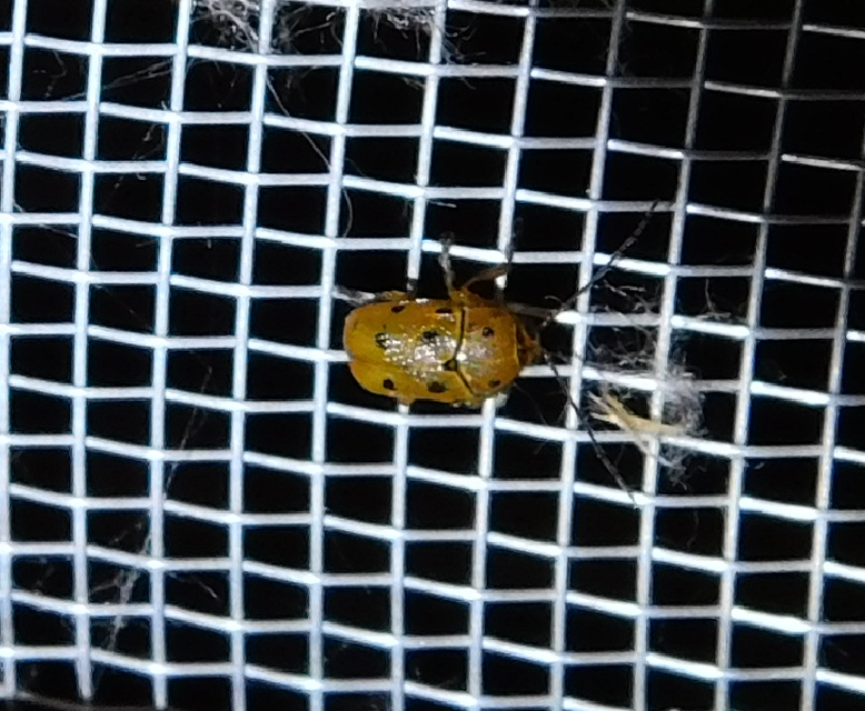 Cryptocephalus octomaculatus - nyolcfoltos zömökbogár