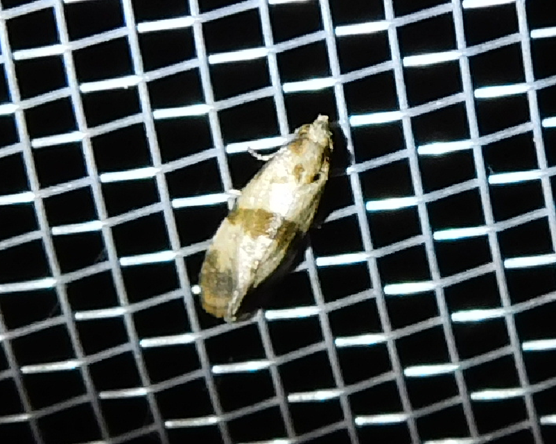 Phalonidia contractana - pipitér-fúrómoly